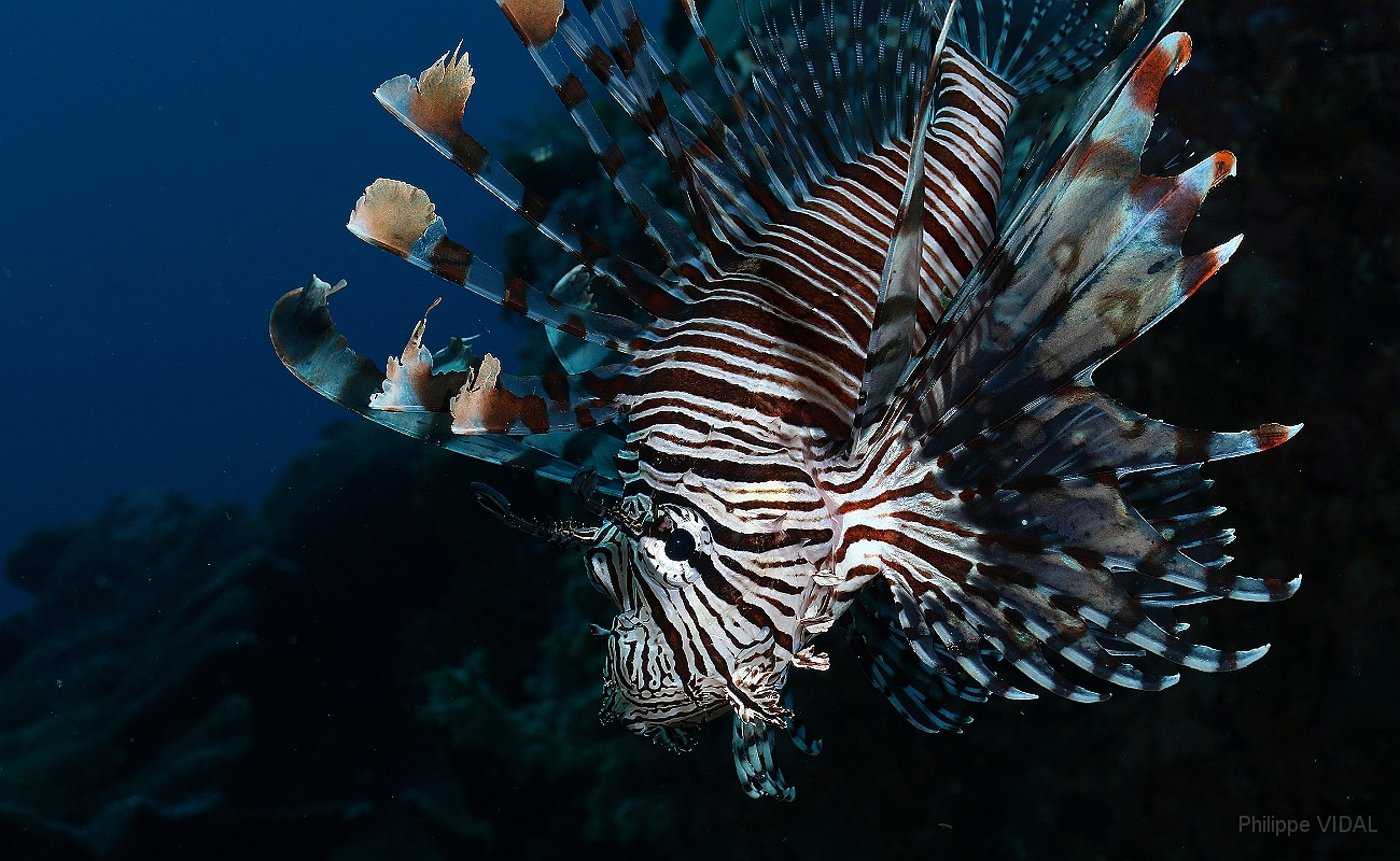 Raja Ampat 2016 - Pterois miles - Indian Lionfish - Poisson lion - IMG_5492_rc.jpg